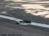 Imagine atasata: Pista pentru biciclete str. Paris - 2017.06.21 - 15.jpg